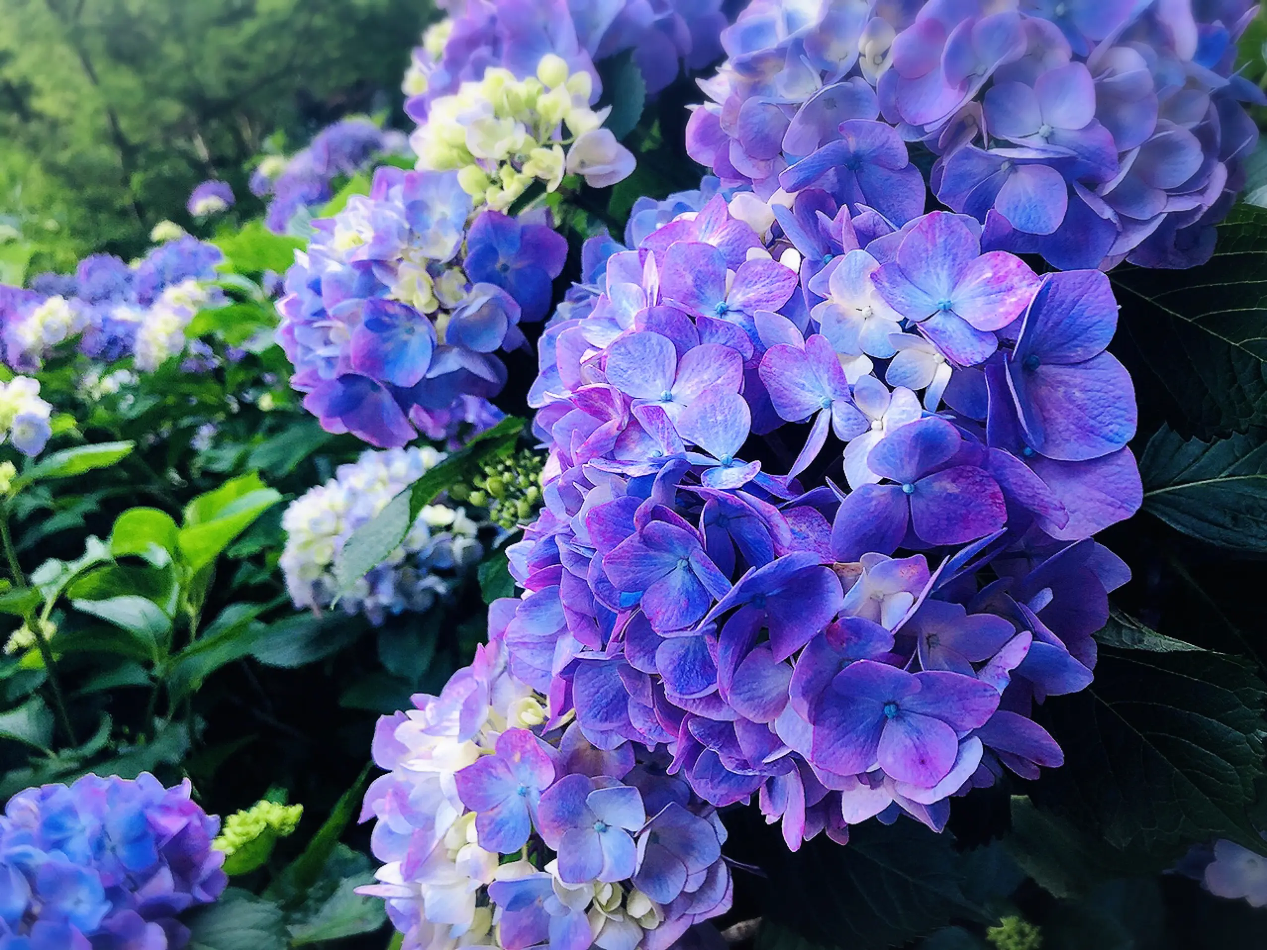 【#静岡】シーズン真っ只中♡4000株の満開のアジサイが可愛すぎる癒し空間へ行ってきました❁_9