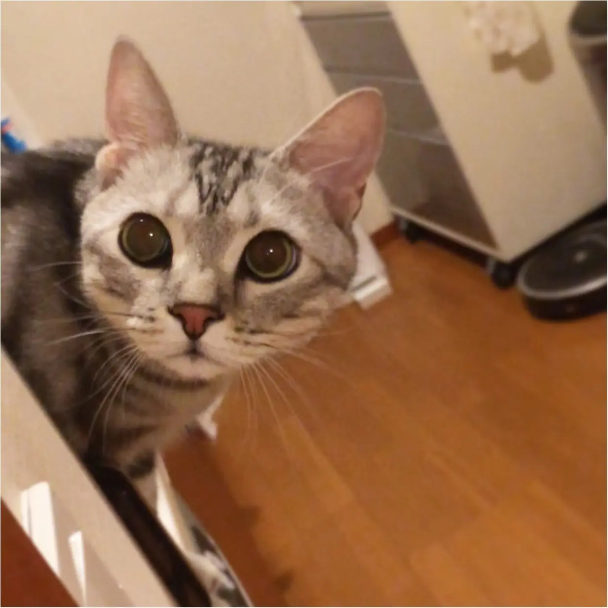 【今日のにゃんこ】いないないばー! ママにどっきりをしかけるアランくん_1
