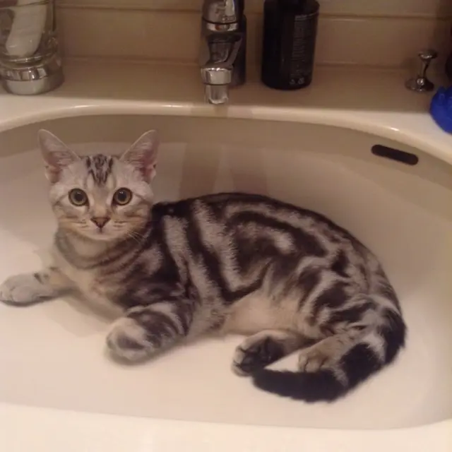 本日のにゃんこ アランくん アメリカンショートヘア_1