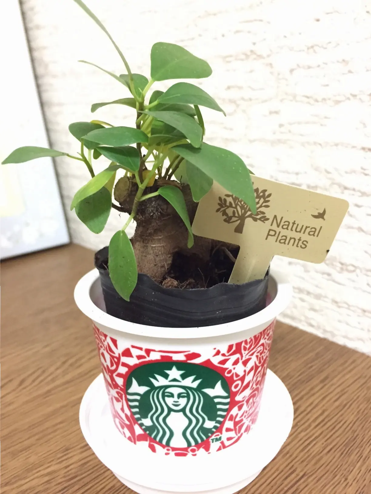 話題沸騰!「スタバのプリン」とオシャレな容器の活用法♪_7