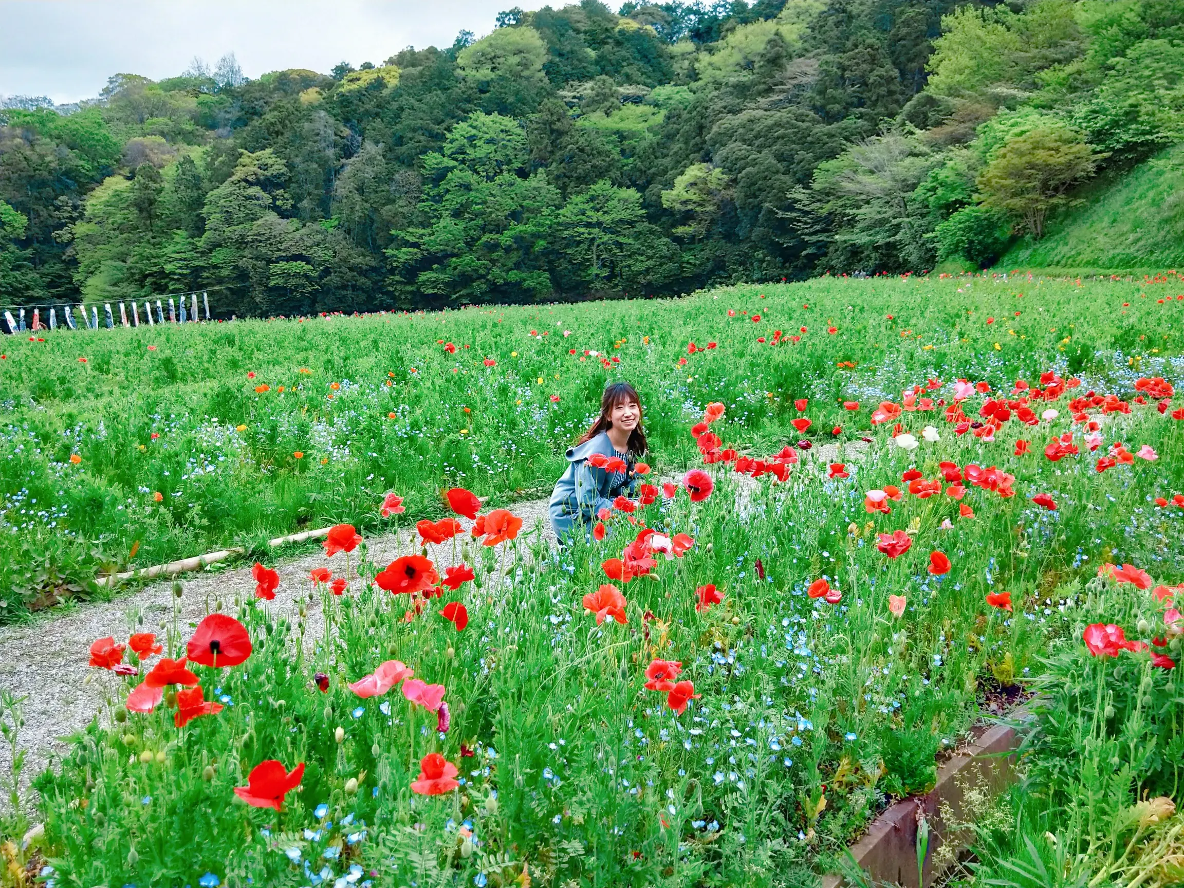 神奈川県でも見られる ネモフィラ ポピー祭りも開催中 Moreインフルエンサーズブログ Daily More