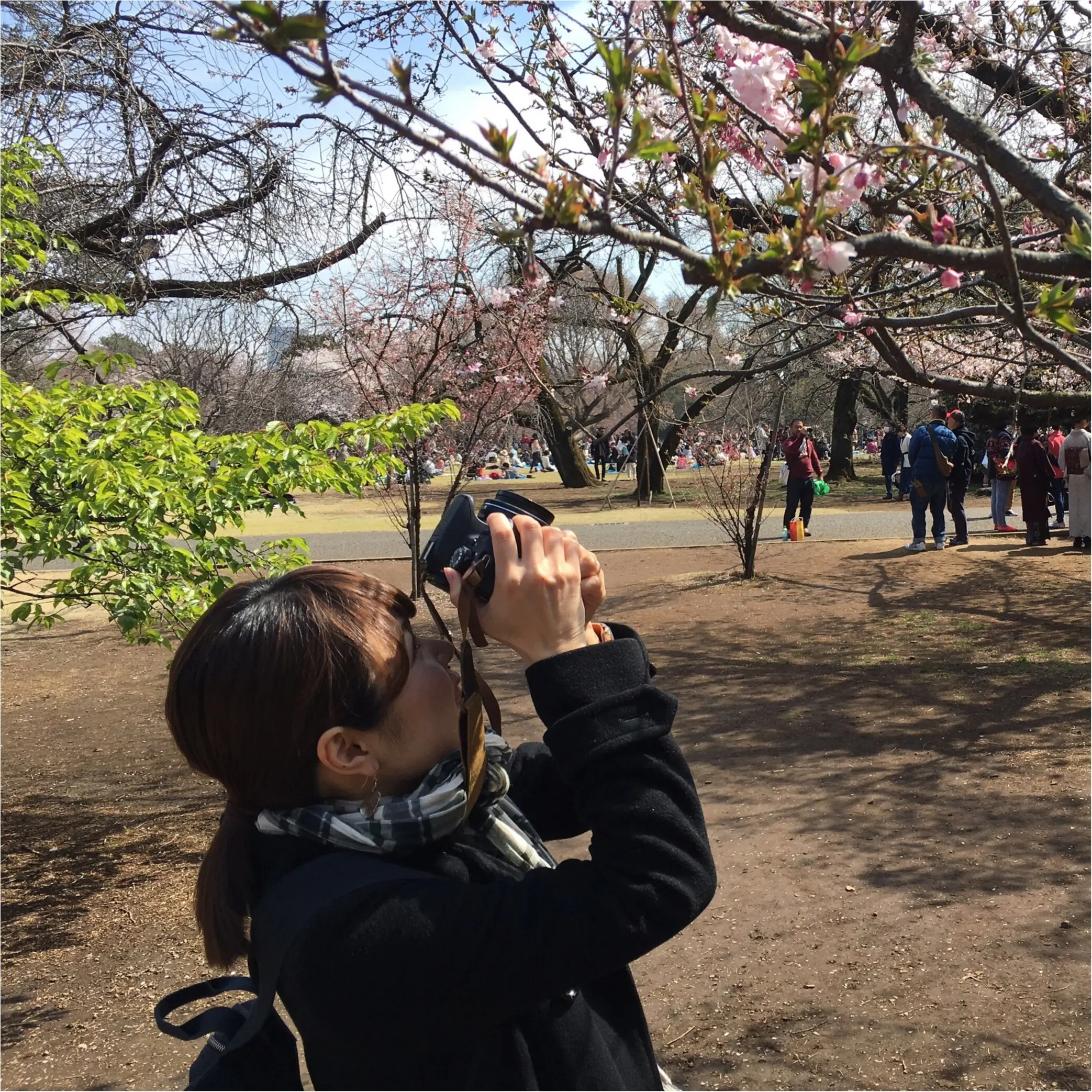 新宿御苑のお花見がゆっくりできるわけ★_2