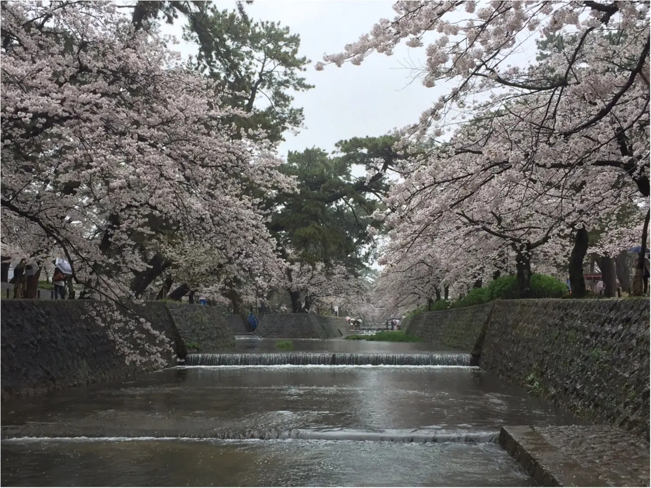 関西お花見スポット 日本さくら名所100選 にも選定 夙川に映る桜が美しい Moreインフルエンサーズブログ Daily More