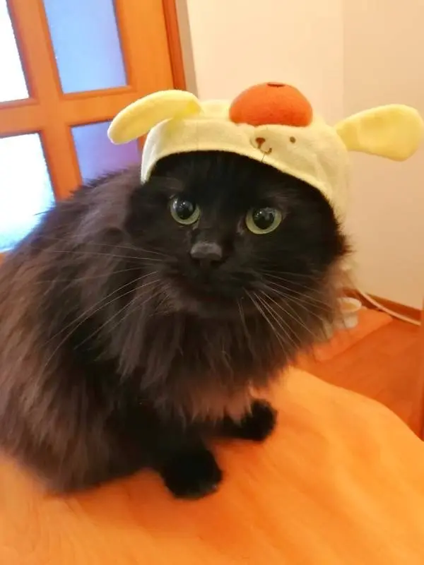 【今日のにゃんこ】久々登場のゆらちゃん、かぶりものに挑戦!_1