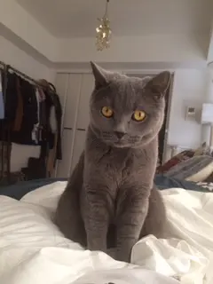 本日のにゃんこ ムクくん ブリティッシュショートヘア _1