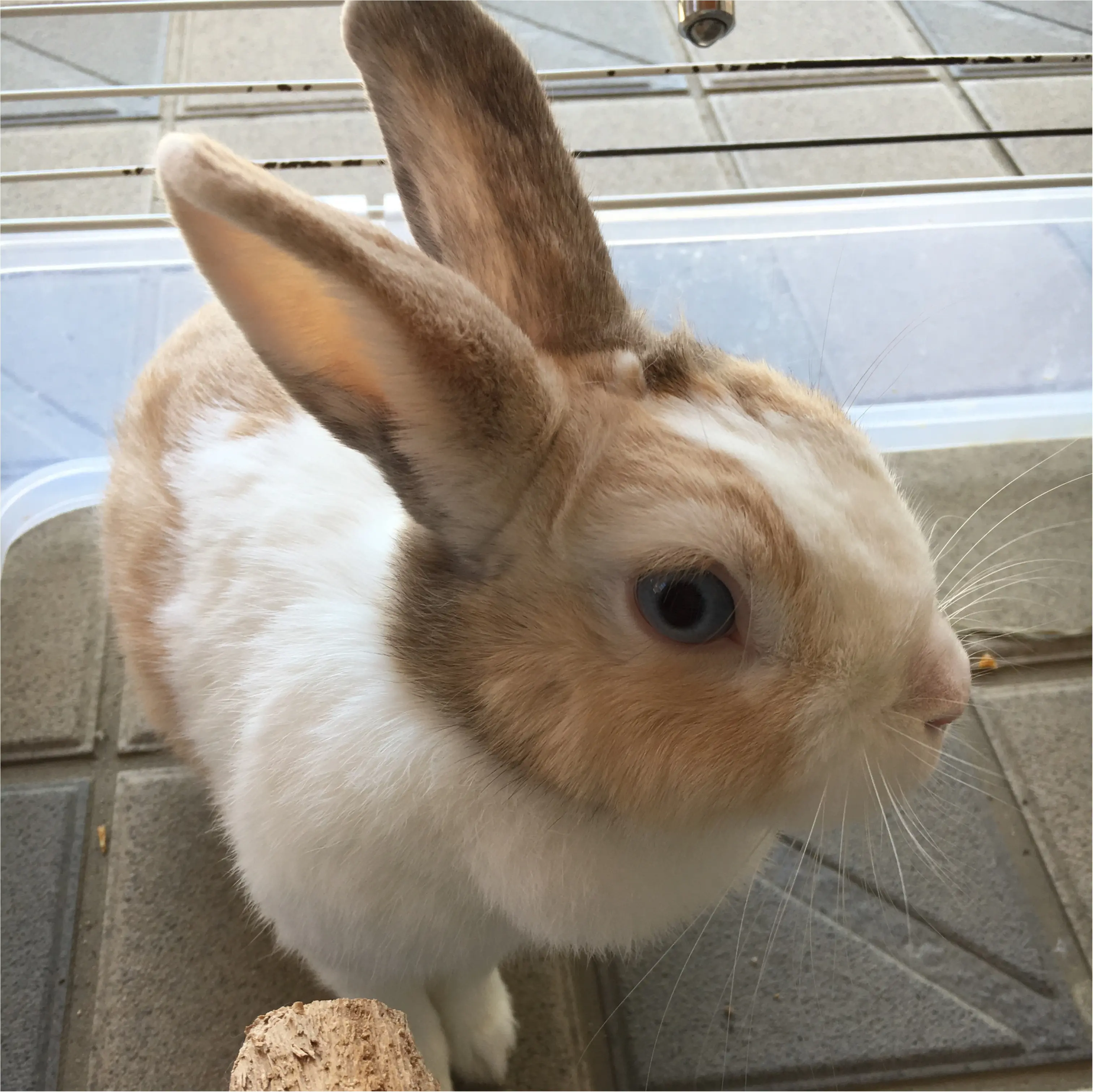 うちの癒しを紹介します♪_1