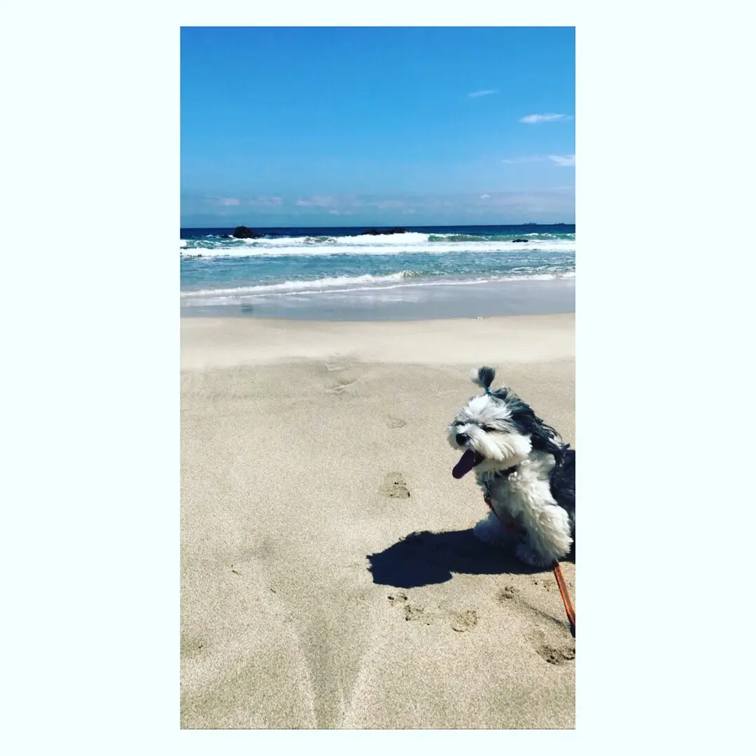 【今日のわんこ】海が大好きな太郎くん☆_1