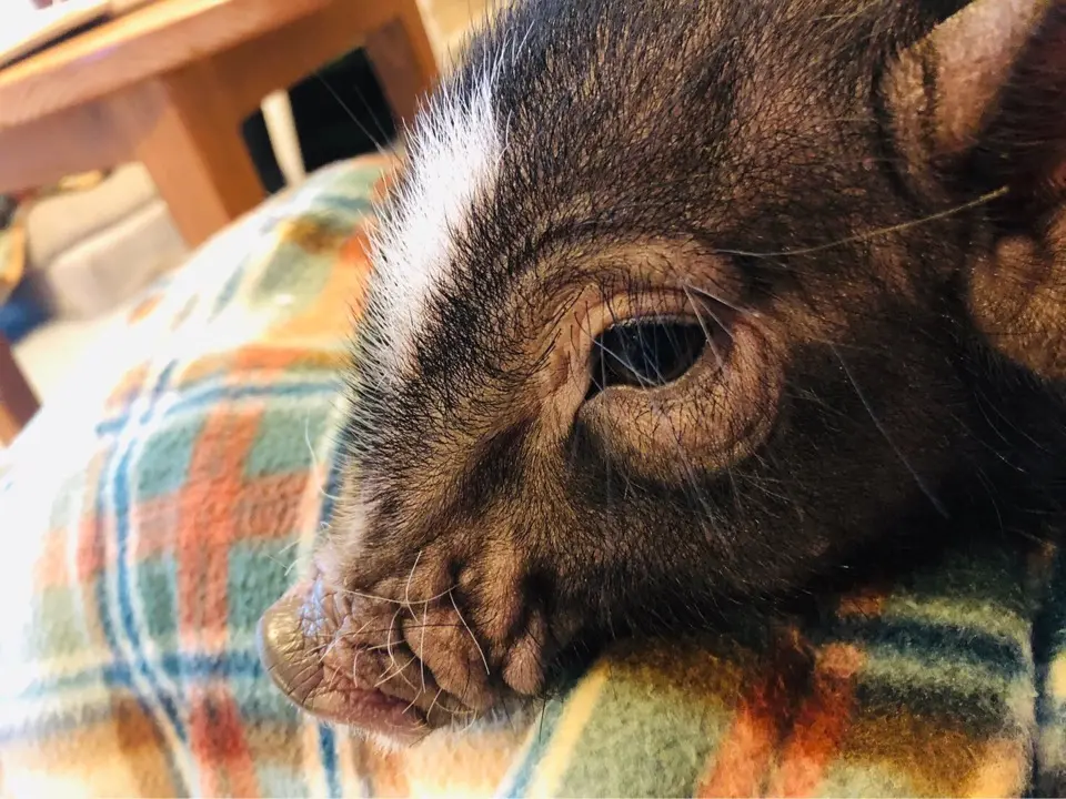 可愛すぎるマイクロブタちゃん♡動物カフェで1番のおすすめ!その魅力お伝えします☺︎!_3