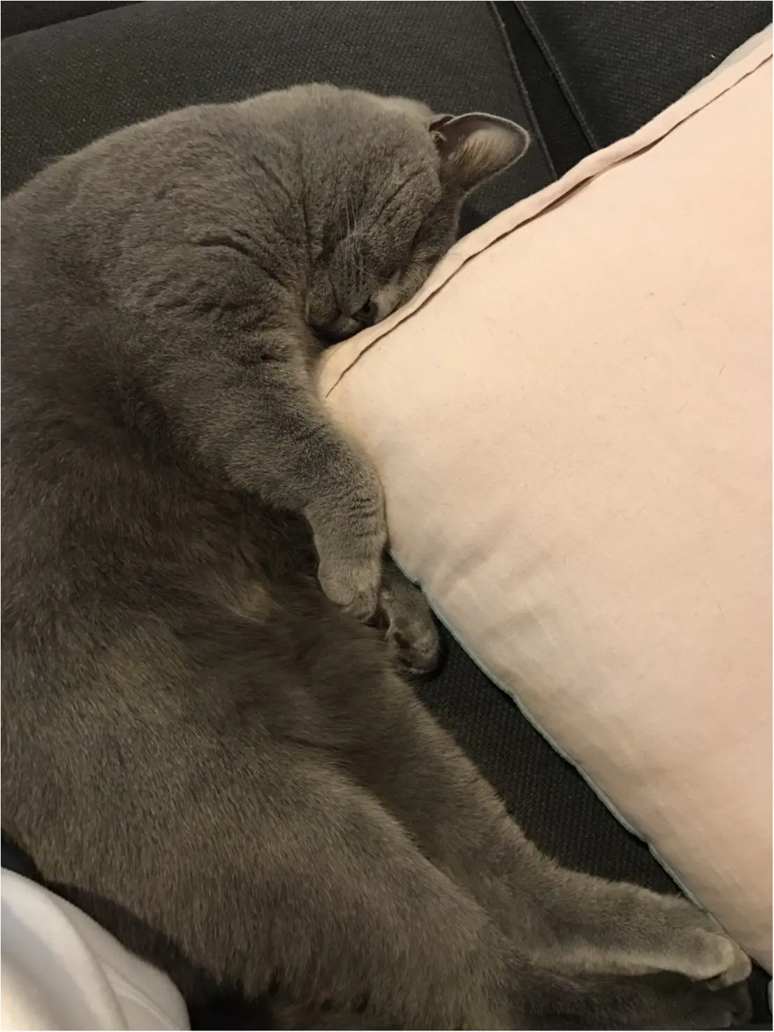 【今日のにゃんこ】なぜかのれない~! レオくんはクッションと就寝♡_1