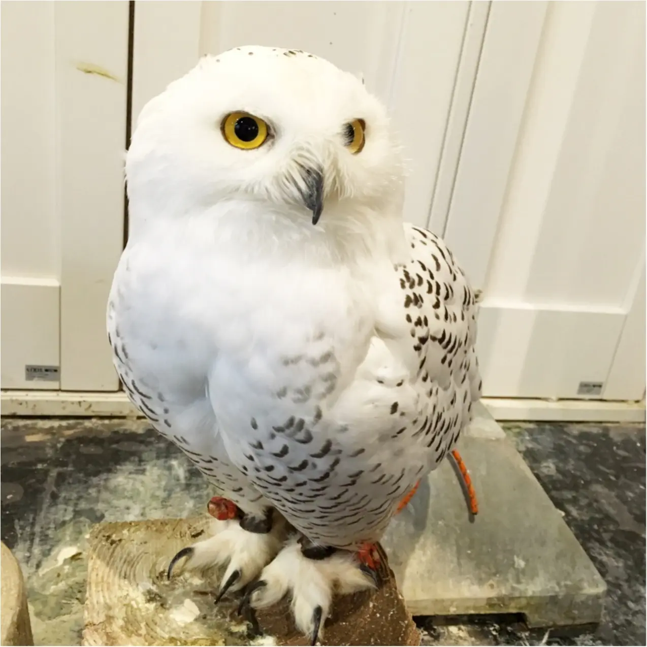 フクロウと触れ合える♡ 癒しのフクロウカフェが大人気!_3
