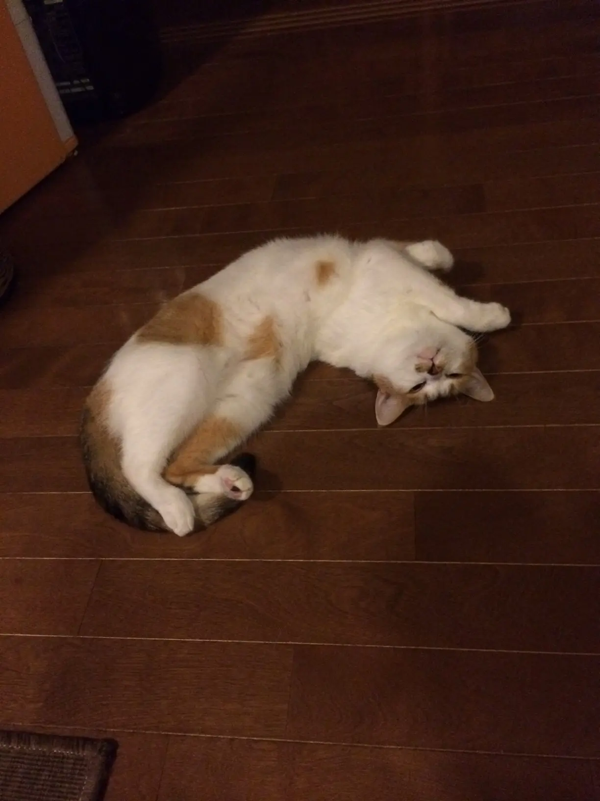 本日のにゃんこ モモちゃん_1