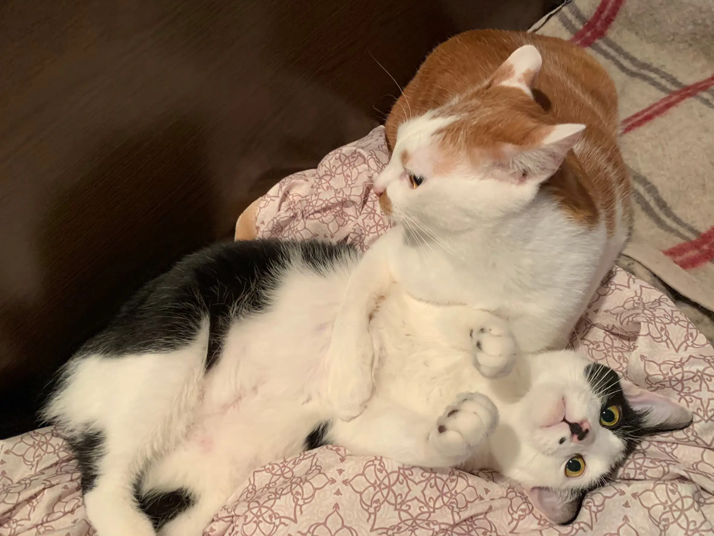 ルウくんのお腹を撫でる猫・ラビくん