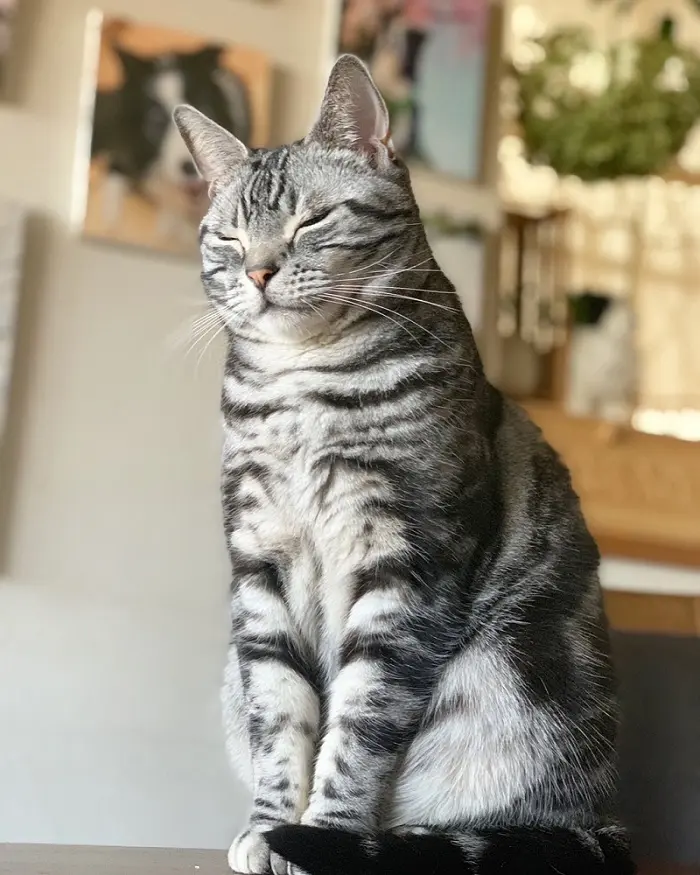 おすわりをして、目を閉じる猫・ソラくん
