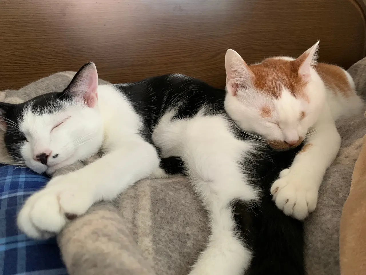 横に並んで眠る猫・ルウくんとラビくん