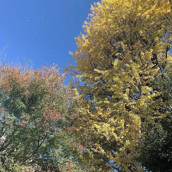 【新宿御苑】綺麗な景色でリフレッシュ_2