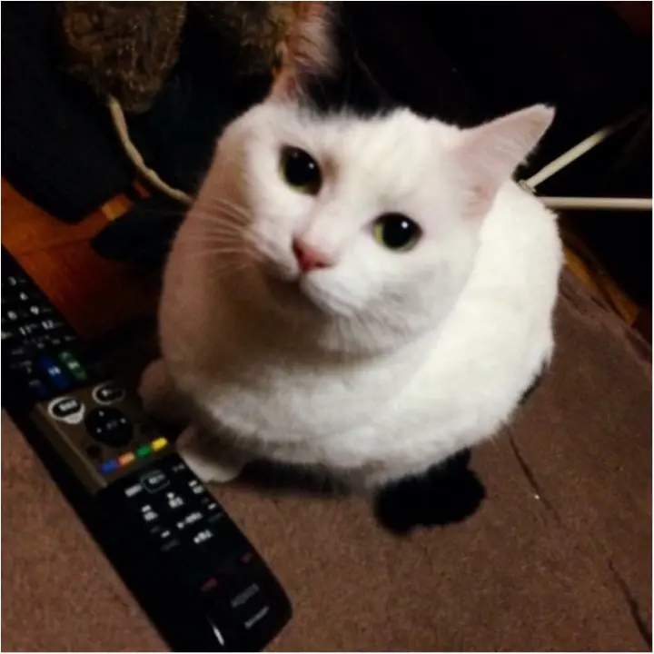 猫好き集まれっ♡ 今日のにゃんこ✳︎モアハピver♡_8
