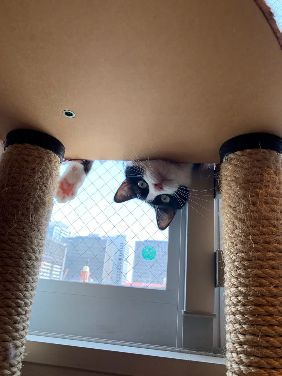 【今日のにゃんこ】ルウくん、逆さまからこんにちは!_1