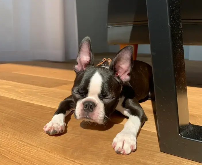お昼寝中の犬・ボストンテリアのへちまちゃん