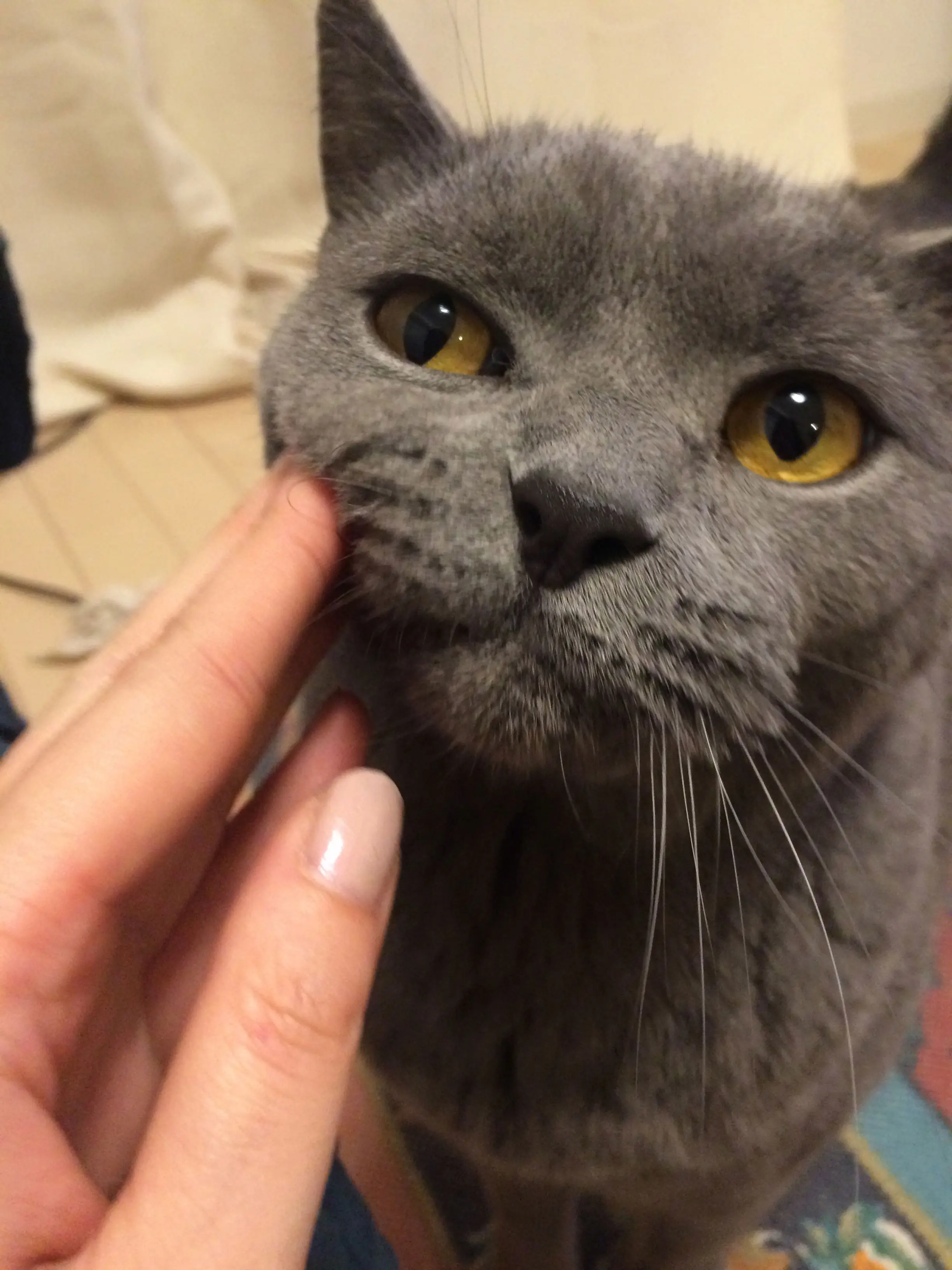 本日のにゃんこ ムクくん_1