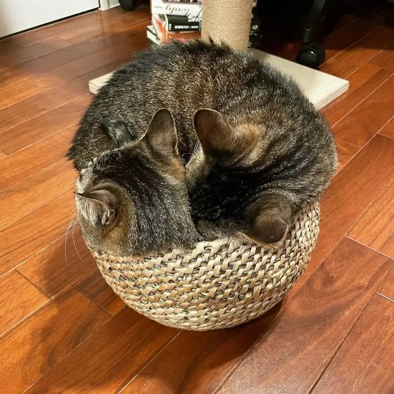 1つのカゴに一緒に入りたい2匹の猫・がんくんとサンちゃん