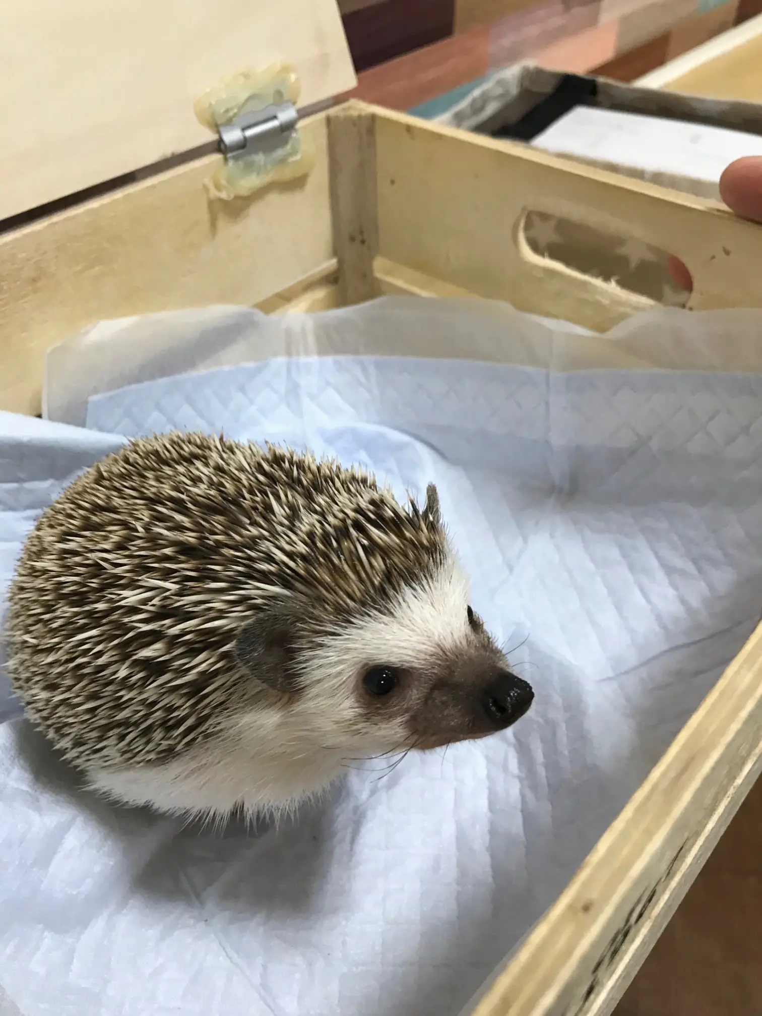 【池袋】コツメカワウソカフェに行ってきた!_4