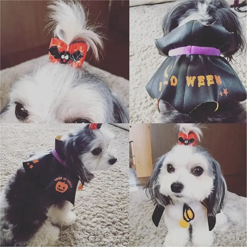 愛犬のハロウィンの参考に♪ コスプレ5選。スタバ新作は秋の味覚を堪能【今週のライフスタイル人気ランキング】_3