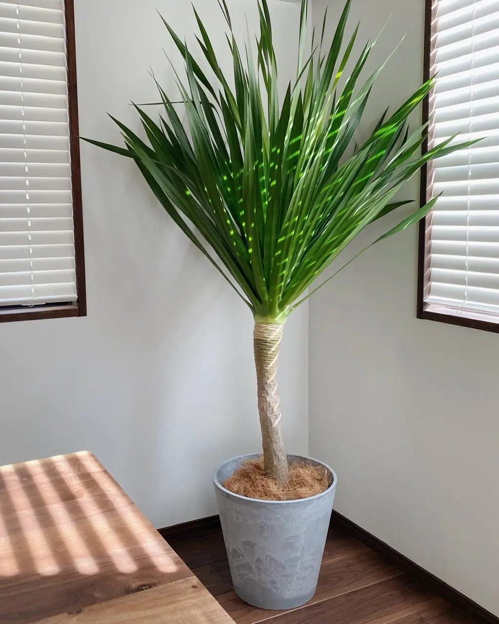 【お部屋に観葉植物を】横浜マリン&ウォークでショッピング_3
