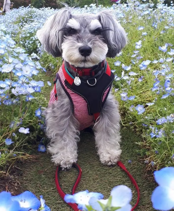 ネモフィラを背景にして飼い主を見つめる犬・サクラちゃん
