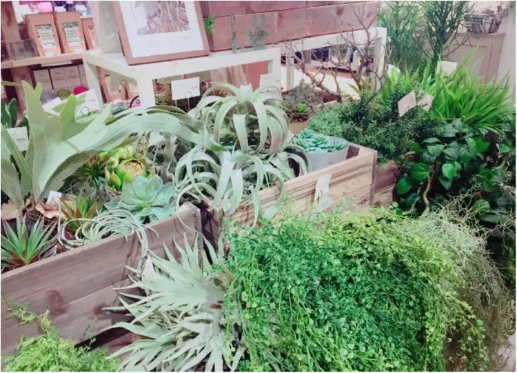 BOTANIST Cafe♡_2