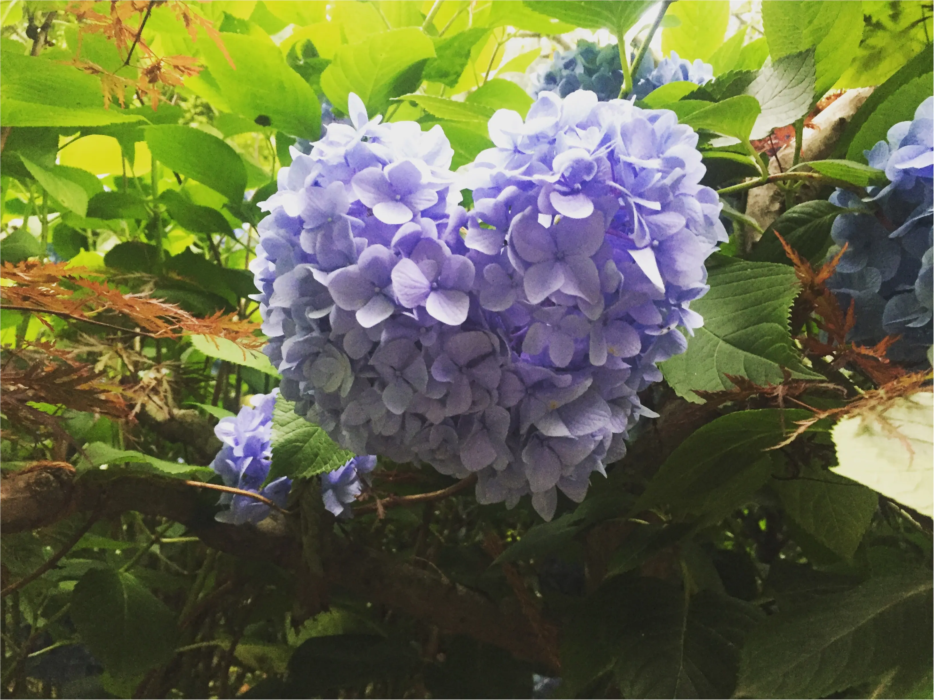 鎌倉で紫陽花探し_1