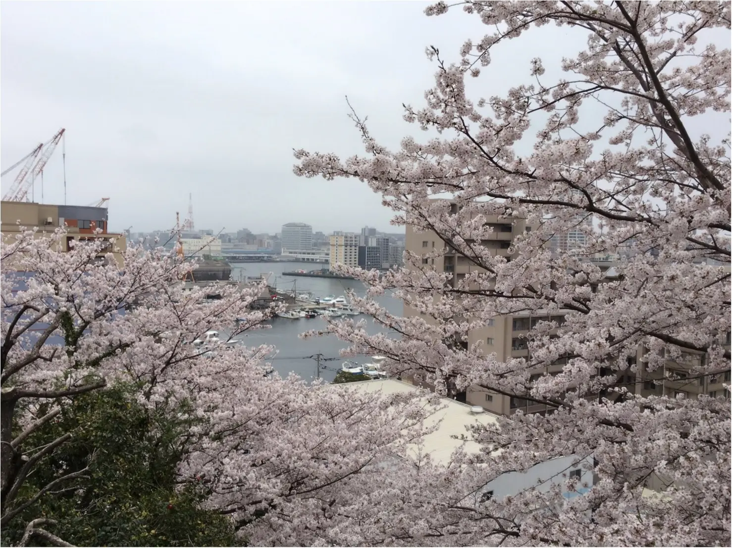 《公園はしご旅》in 福岡 今が見頃!とっておきの桜スポットをご紹介!!_3