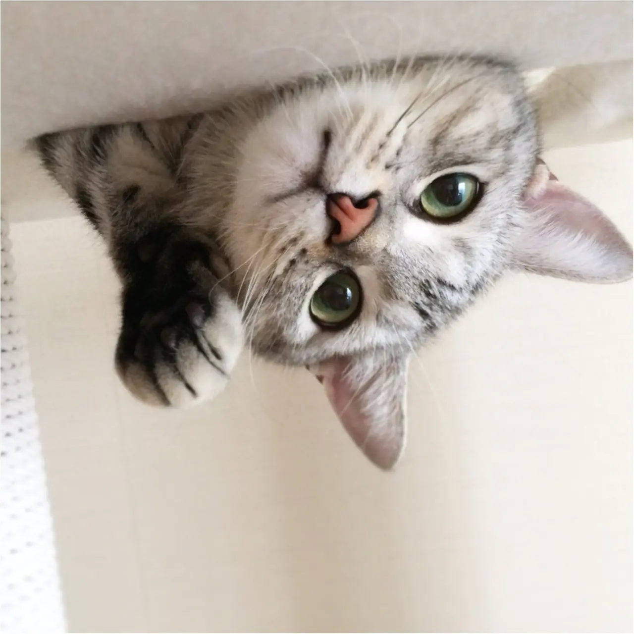 【今日のにゃんこ】ビックリさせちゃうぞ! アランくんはいたずらっ子♡_1