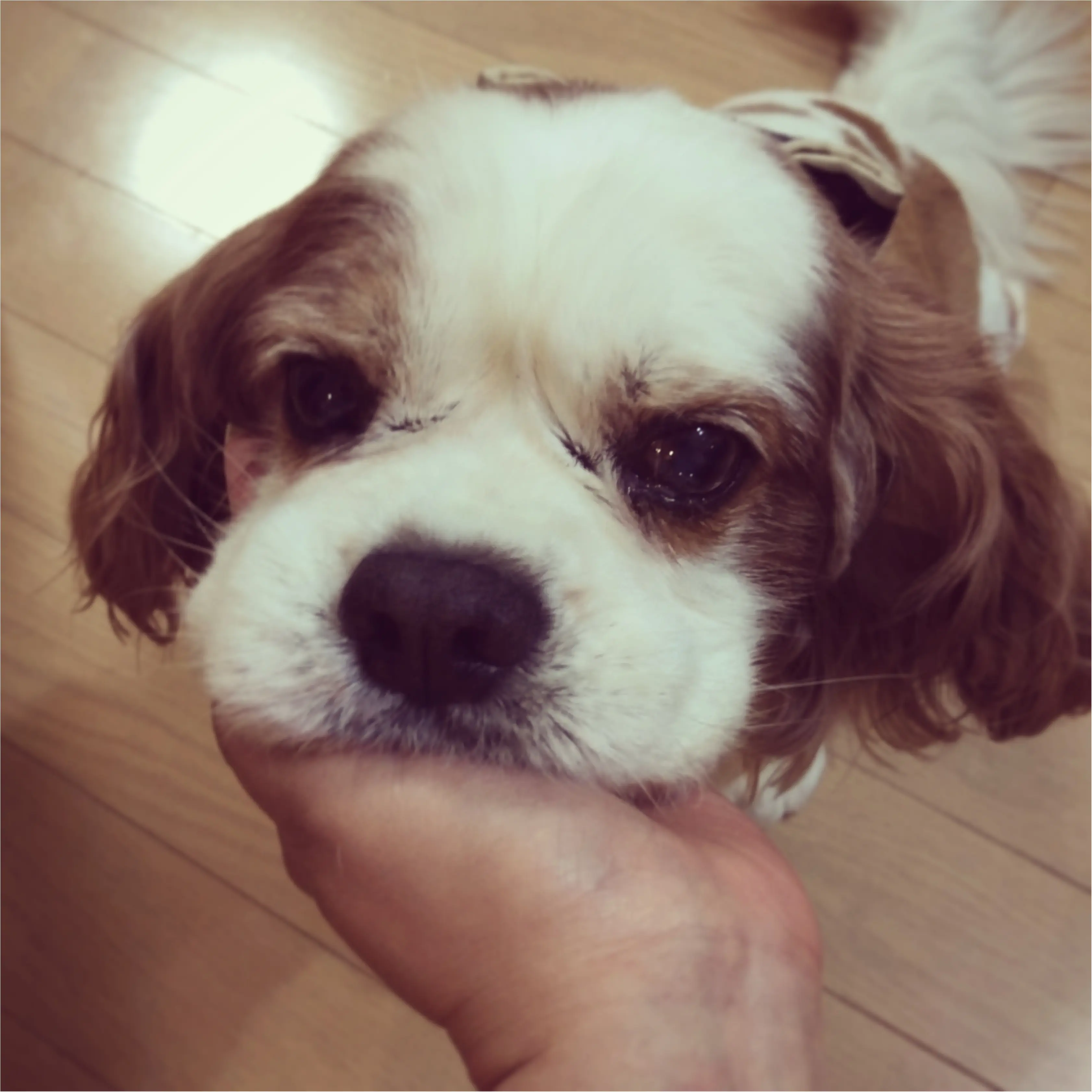 【今日のわんこ】もっとなでて~❤ ナッツくんは、甘えん坊が加速中!_1