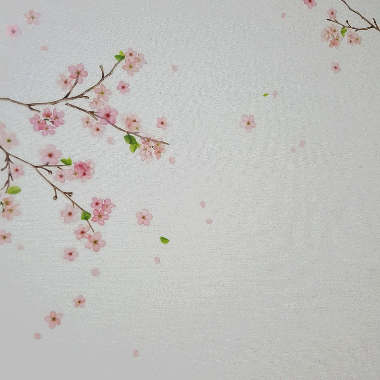 いつでも桜見。。簡単に模様替えできるウォールステッカーが使える!_3