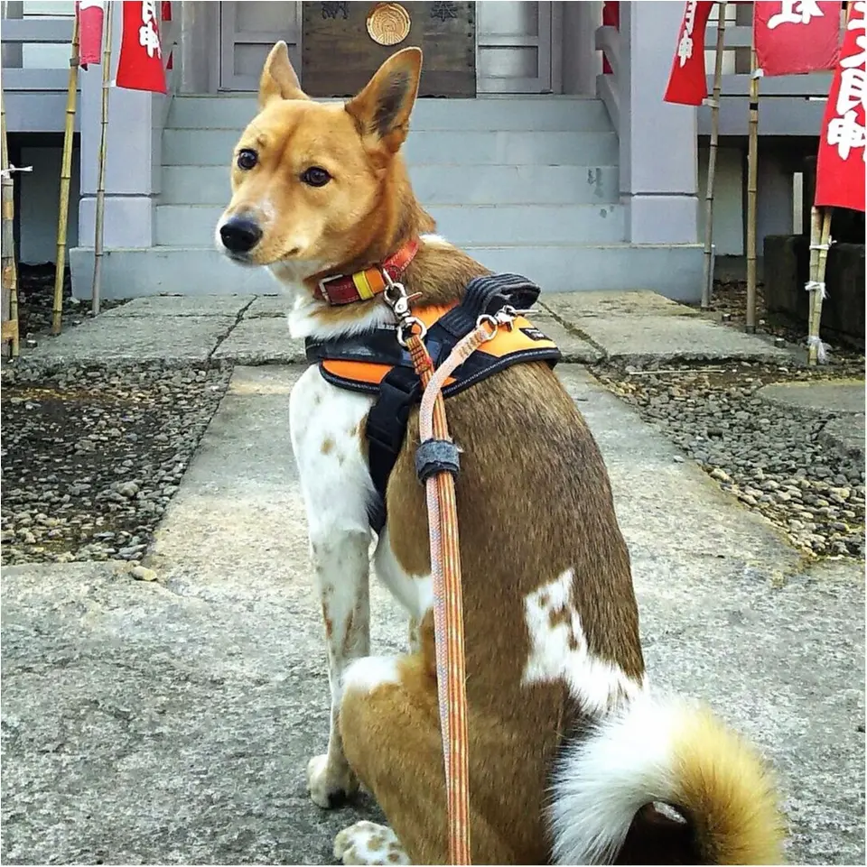 【今日のわんこ】神社とお寺が大好き! こだまちゃん、神社に行くの巻_1