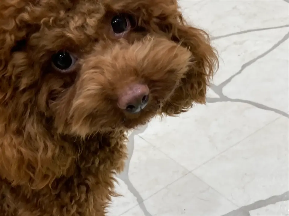 【わんこ好きさん必見!】puppy cafe RIO行ってきました♡癒されまくりスポット!_5