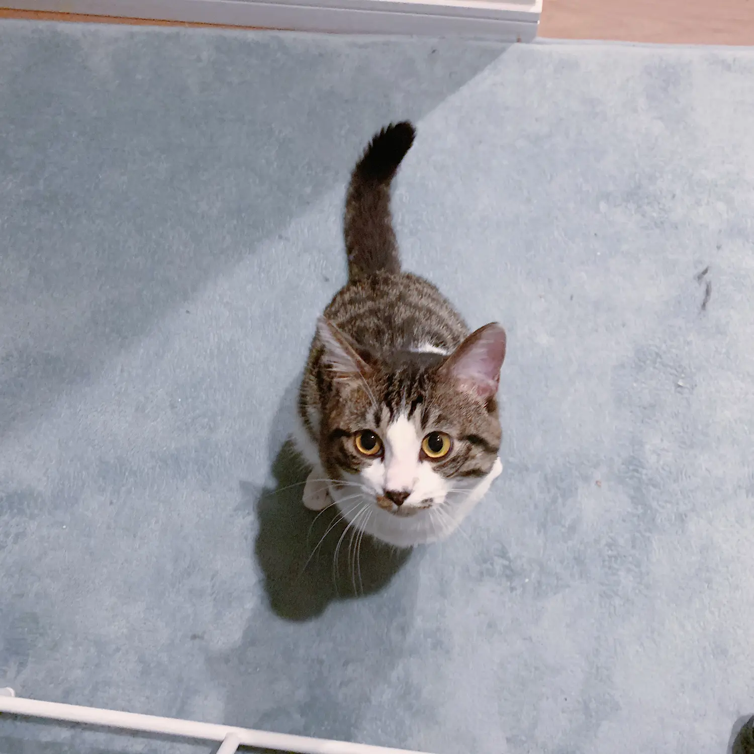 【我が家のペット】にゃんこの成長ビフォーアフター!_6