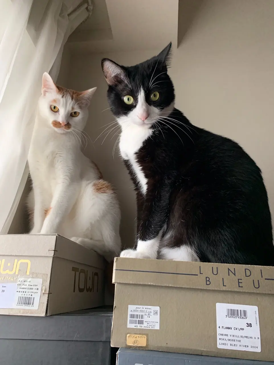 【今日のにゃんこ】ラビくんが登ればルウくんも。靴箱がキャットタワー化! _1