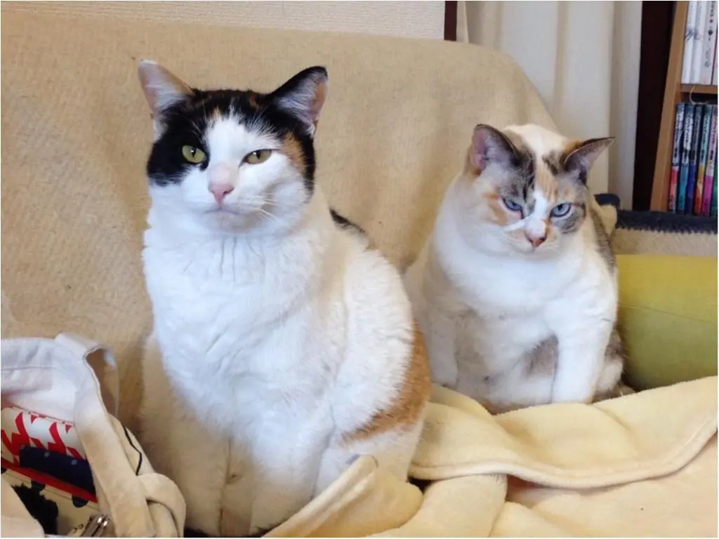 今日のにゃんこ ゆきちゃんとちよちゃん_1