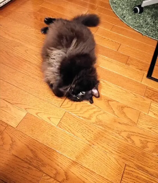 床に寝転ぶ猫・ゆらちゃん