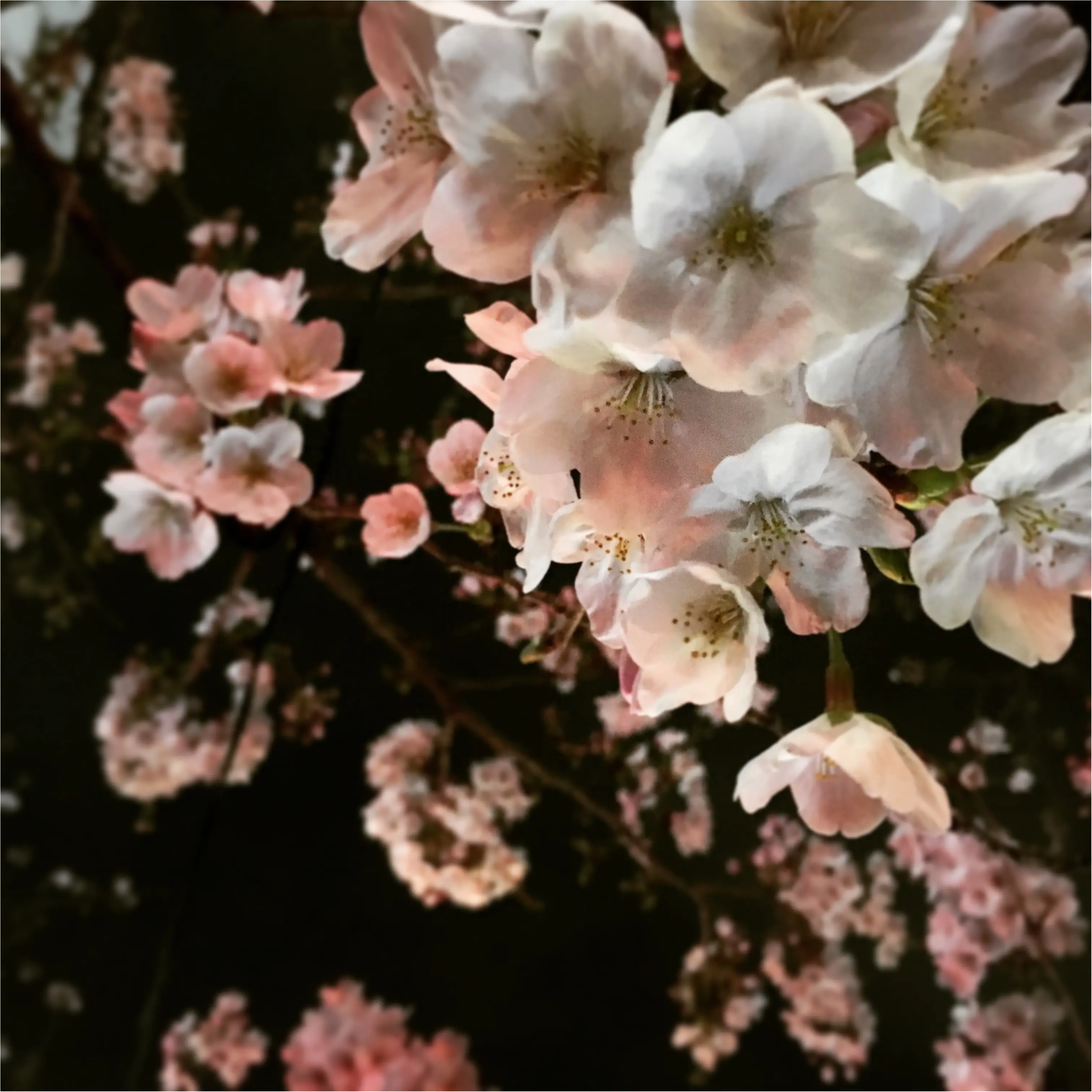 中目黒で夜桜みてきたよ( ^ω^ )_1