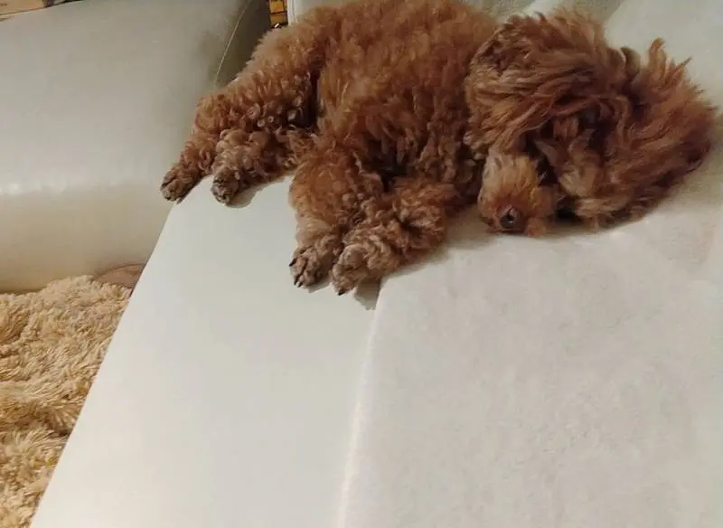 ソファーに横たわる犬・テテちゃん