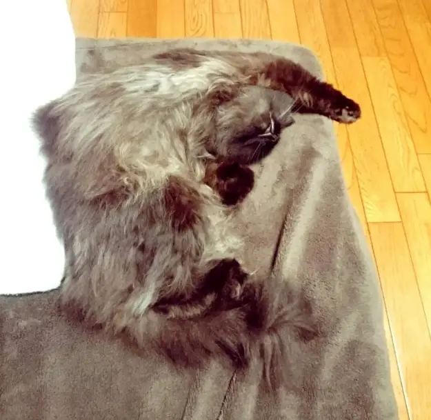 【今月のにゃんこ】長毛のミックス猫・ゆらちゃんの無防備な瞬間5選♡_1