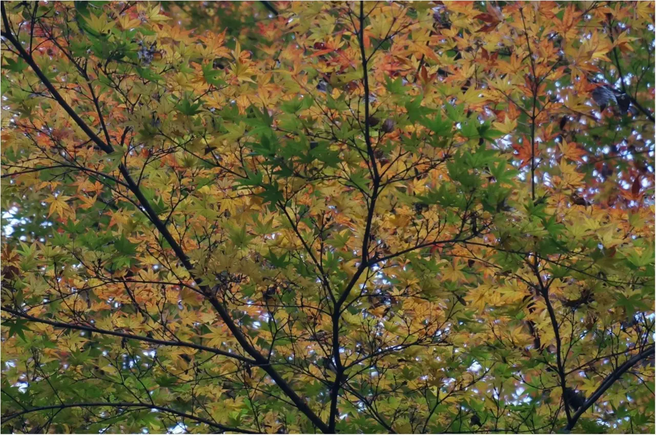 【関西おでかけ】のんびり散策できるオススメ紅葉スポット_2