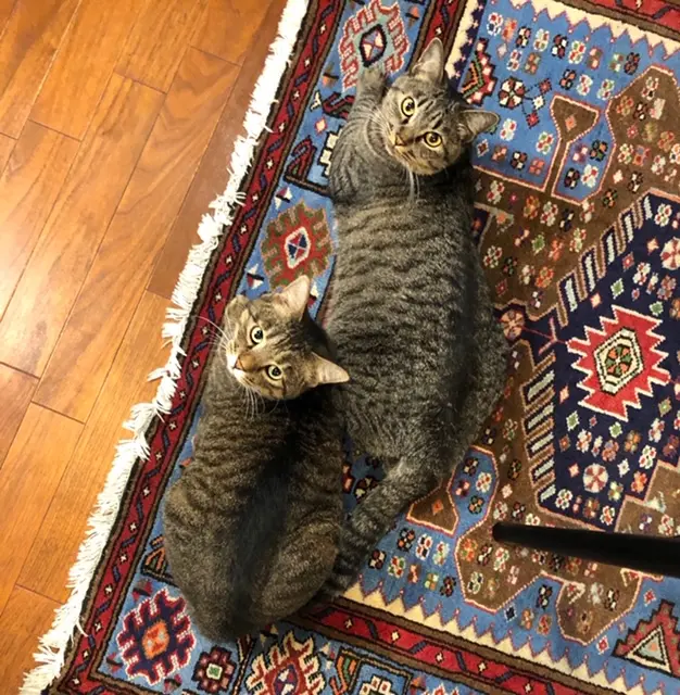 家のじゅうたんで同時に飼い主を見上げるサンちゃんとがんくん