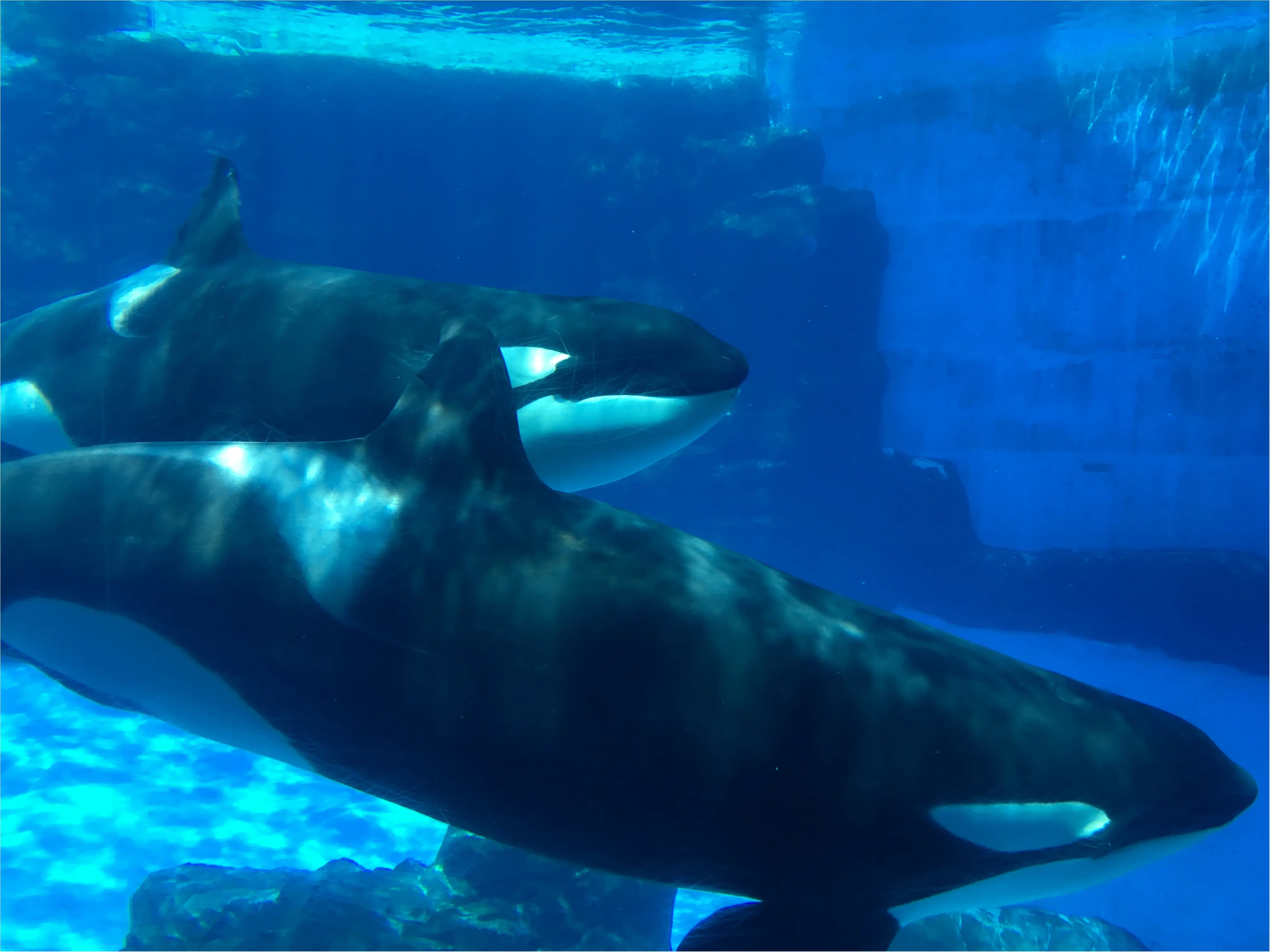 おさよ:夏休みは、名古屋港水族館がオススメ!♡_2