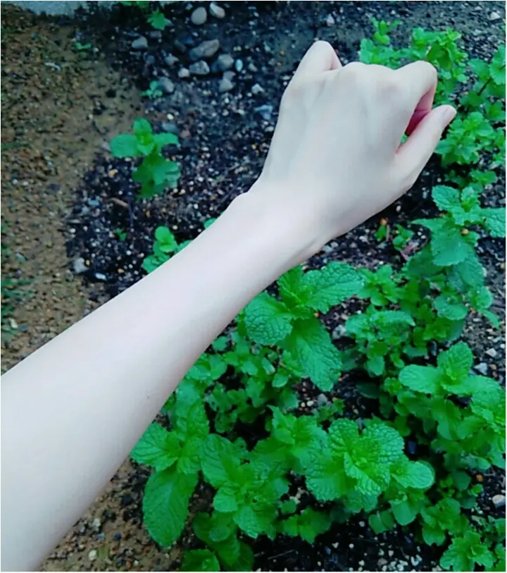 とっても簡単に作れます!子ども、ペットにも安心!!【天然ハーブ100%の虫除けスプレー】(443 まゆ_3