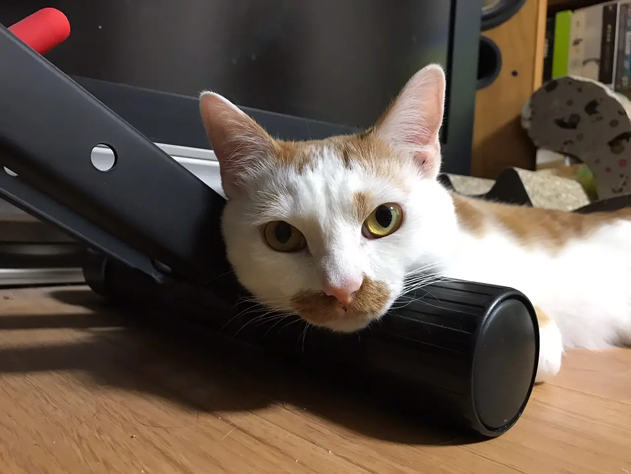 【今日のにゃんこ】 ラビくんが、筋トレマシンの新しい使い方を伝授!?_1