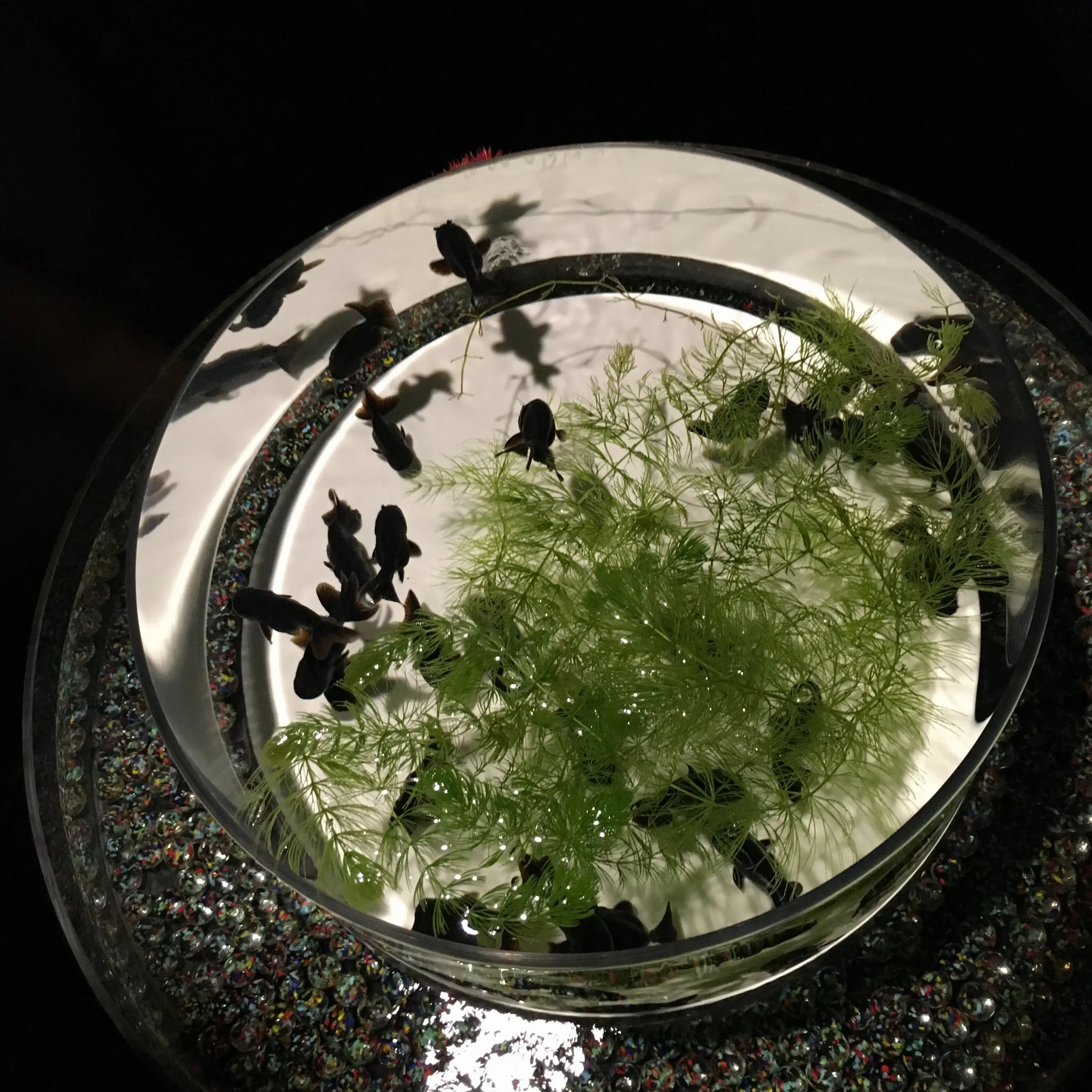 おさよ:癒される!♡アートアクアリウムって知ってる?_3