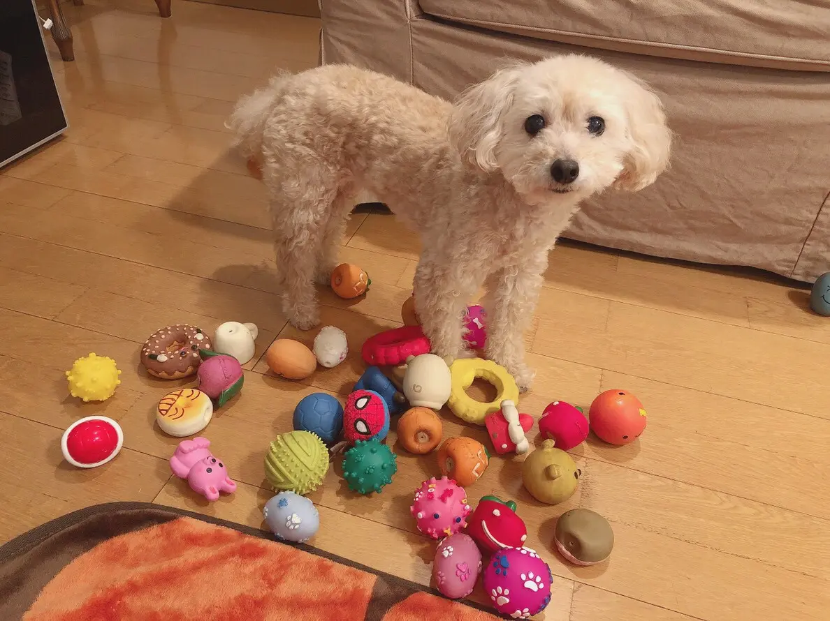 【今日のわんこ】遊ぶおもちゃを飼い主と決めたがるシフォンちゃん_1
